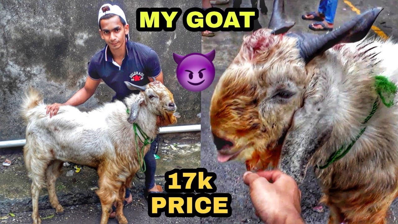I Bought 17000 Rs Andul Goat For Bakra Eid 2019 | Deonar Bakra Mandi Goat Price |