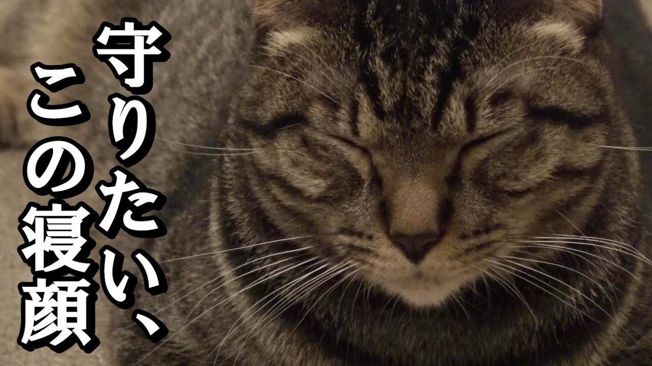 【コスパ抜群】保護猫カフェ「SAVE CAT CAFE」に行ってみた（大阪/天満）