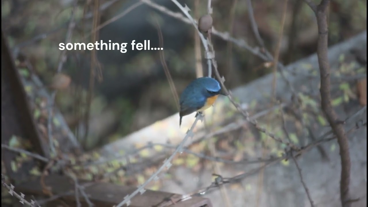 Ticklu Tales | Birding Unplugged | EP 5 | Swara Chandorkar