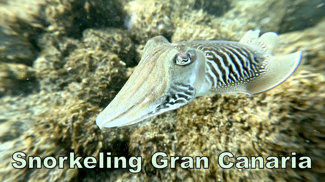Snorkeling Gran Canaria: Discover the Island’s Underwater World [4K]