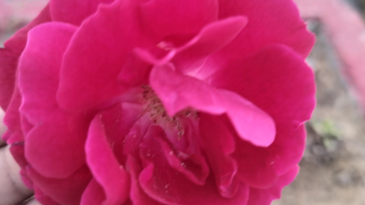 Awesome Rose🌹🪴 bloomed today 19/2/26..my small garden rose😇#india#homesweethome🏡#likesubscribe#hobby