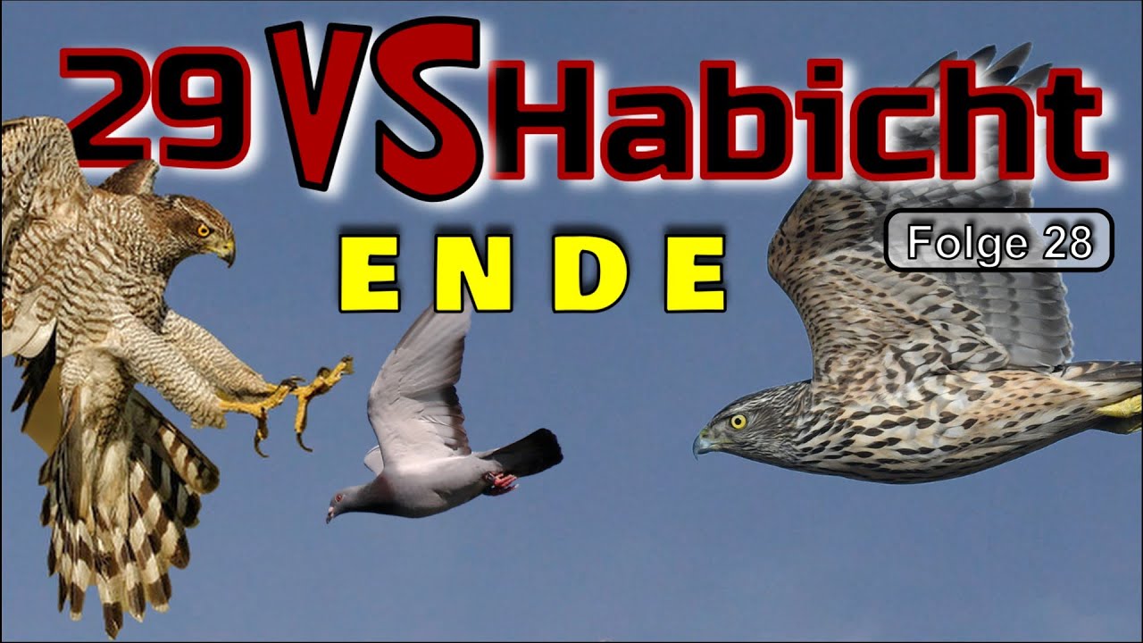 Ich mache Schluss! – Die Bilanz meiner Winterfreiflug-Strategie | Habicht vs Tauben