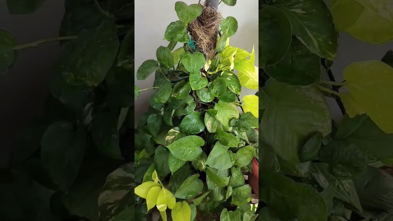Garden Tour #plant #terracegardening #plantsplants #garden #plants #home