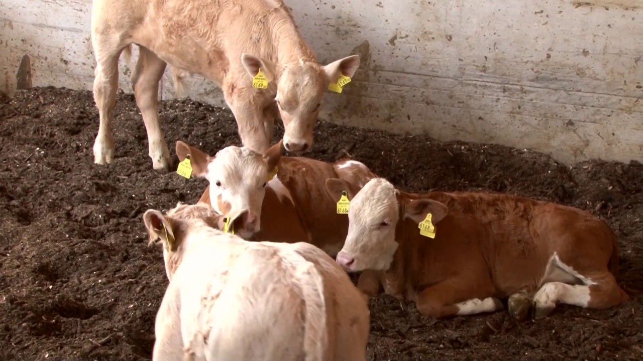 Tierwohl Rind Mutter- und Ammengebundene Kälberaufzucht