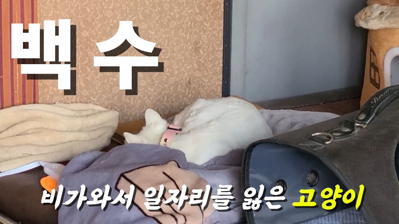 백수 고양이