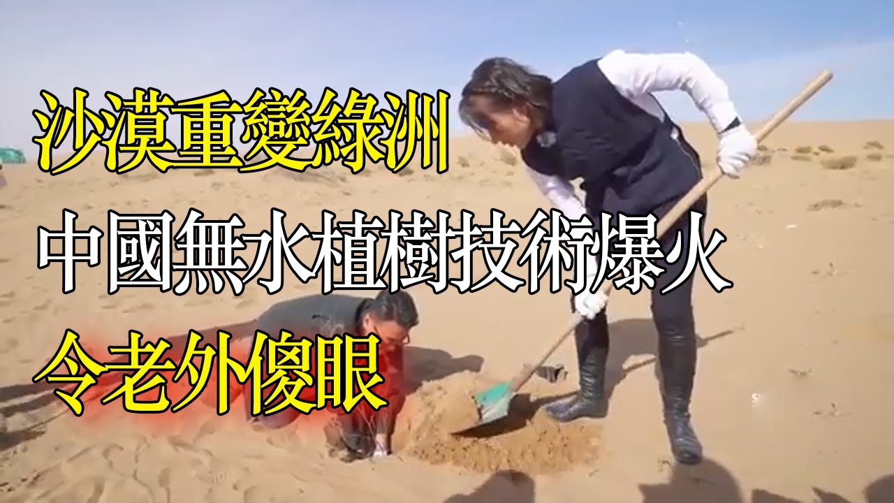 中國無水植樹技術爆火，能讓沙漠重變綠洲，令老外傻眼 #窦文涛#脱口秀#真人秀#锵锵行天下#锵锵三人行