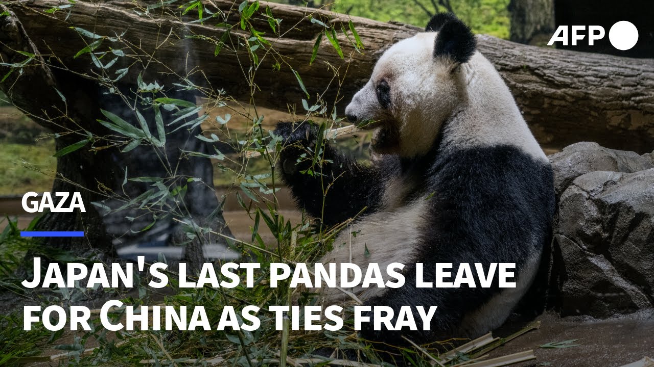 Japan's beloved last pandas leave for China as ties fray | AFP