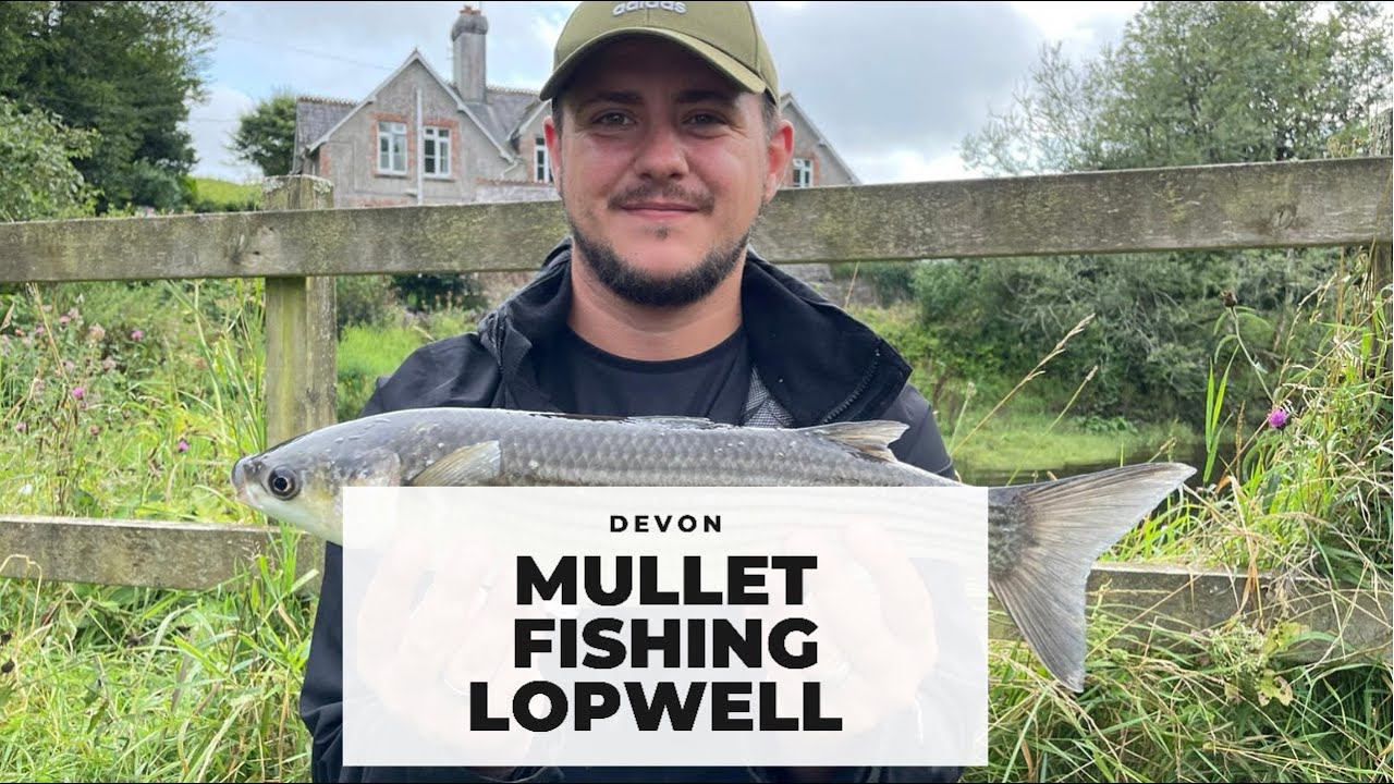 Mullet Ledger Fishing Devon, Lopwell Dam, Plymouth.
