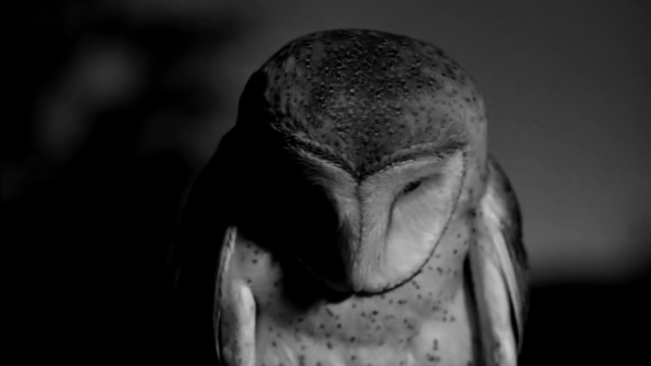 PAN - NYCTALOPE
