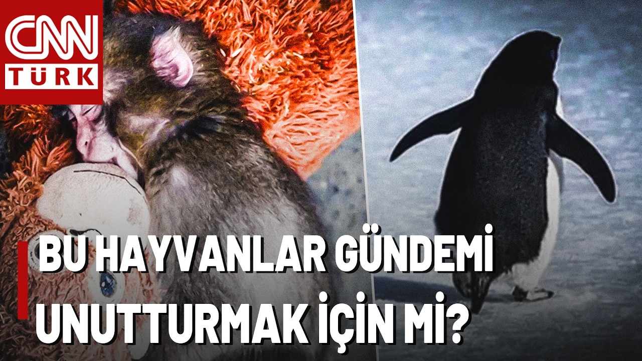 Gerçekleri Unutturmak İçin Acıklı Hayvanlar Mı Kullanılıyor? Hayvan Gündemi Bir İletişim Oyunu Mu?
