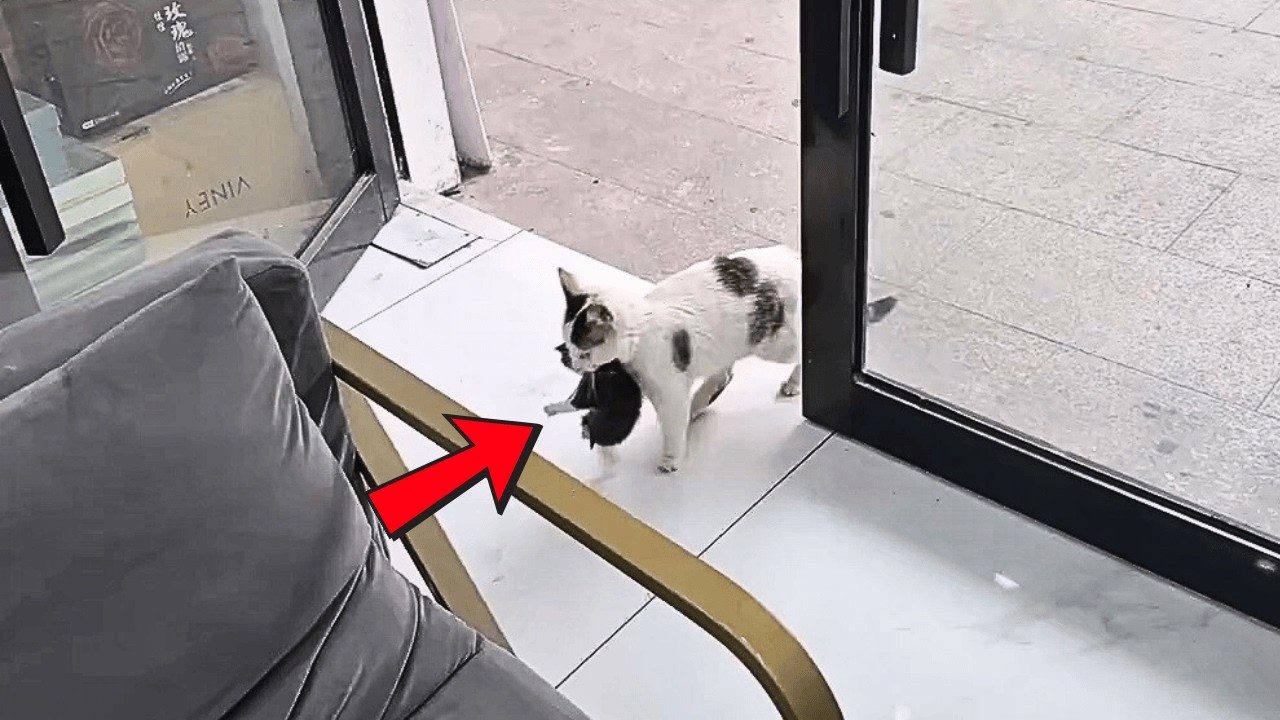 Бездомная кошка приносит котят к хозяину магазина, который раньше кормил её, и просит приютить их