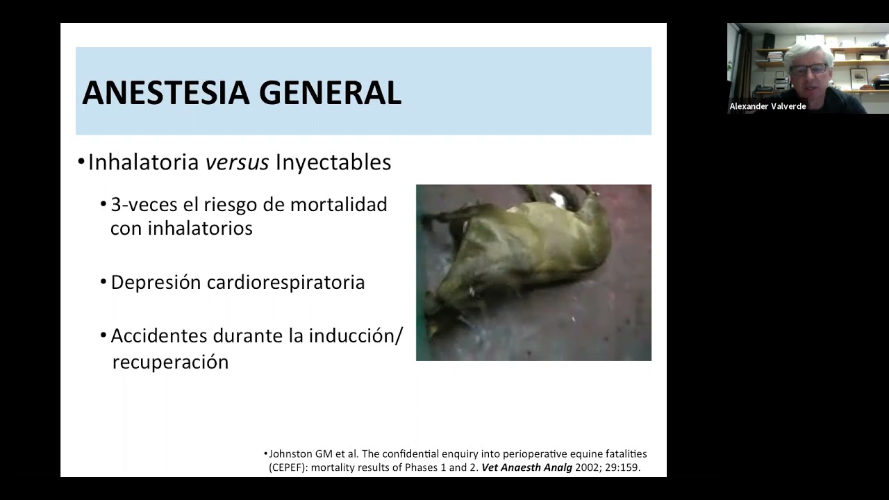 Neuroneptoanalgesia y bloqueos para cirugia en pie de los equinos
