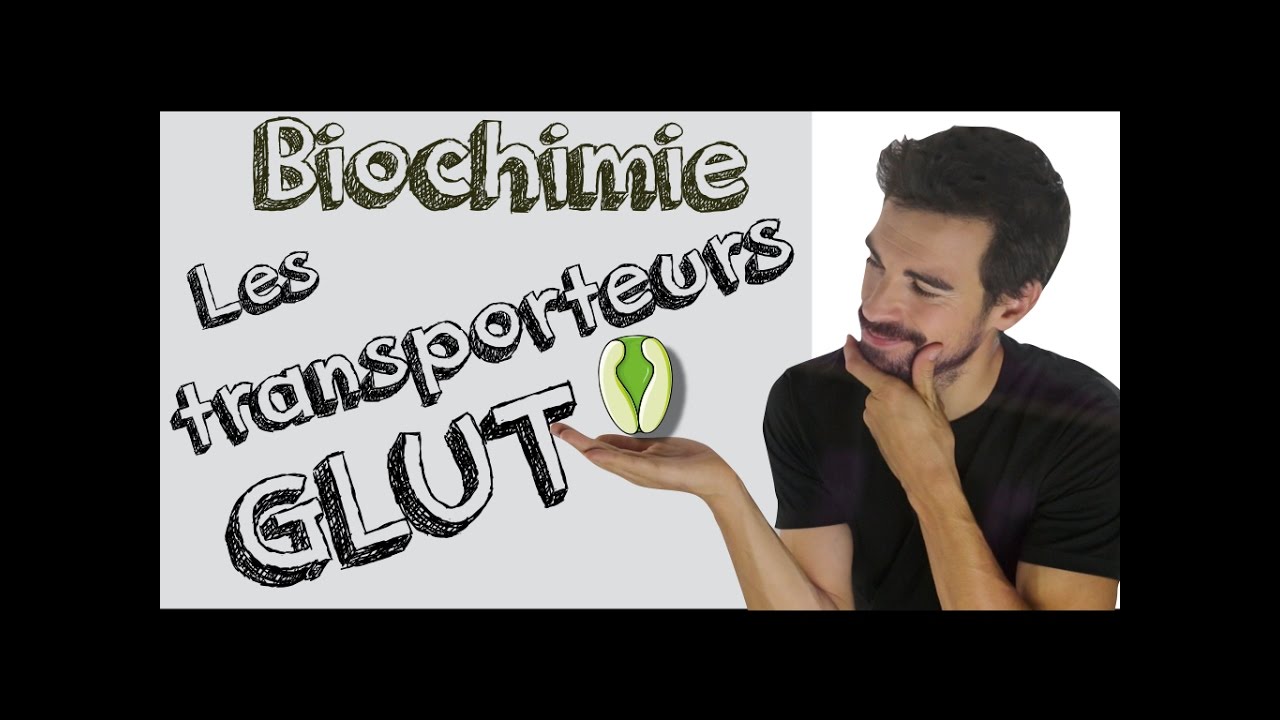 Cours de biochimie: Les GLUT