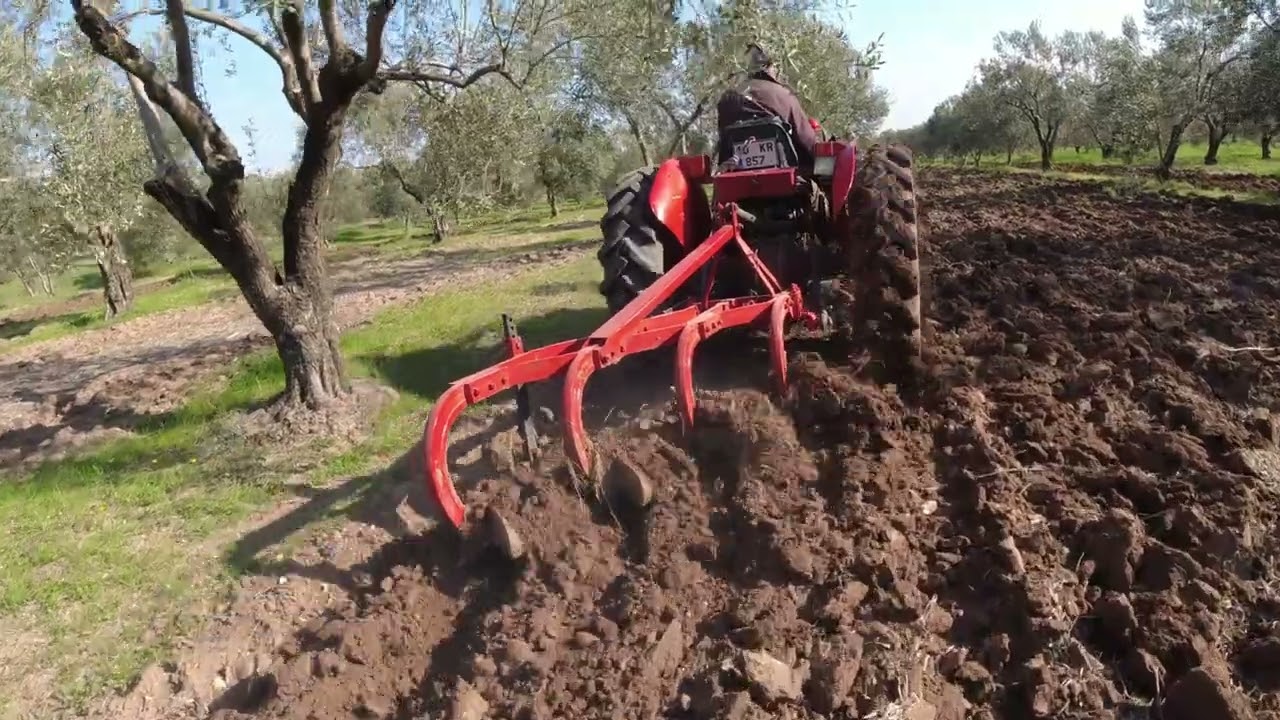 İLKBAHAR TOPRAK İŞLEME PULLUK İLE ZEYTİNLİK SÜRÜMÜ MASSEY FERGUSON 135