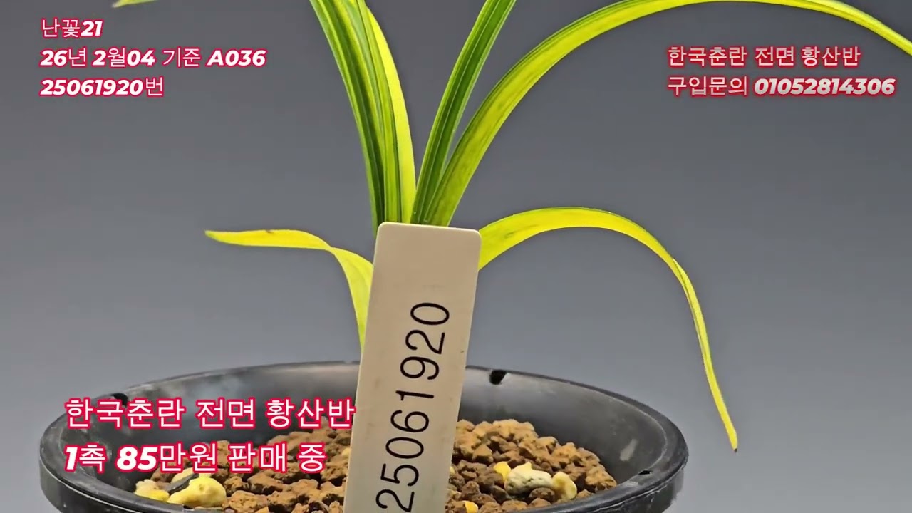 한국춘란전면황산반 A036  #난꽃21, 판매중