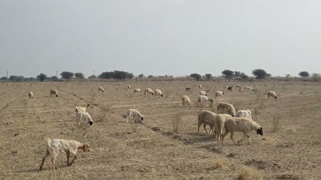 Bhed aur Bakri ka #vlog #minivlog Deepak vlogs 