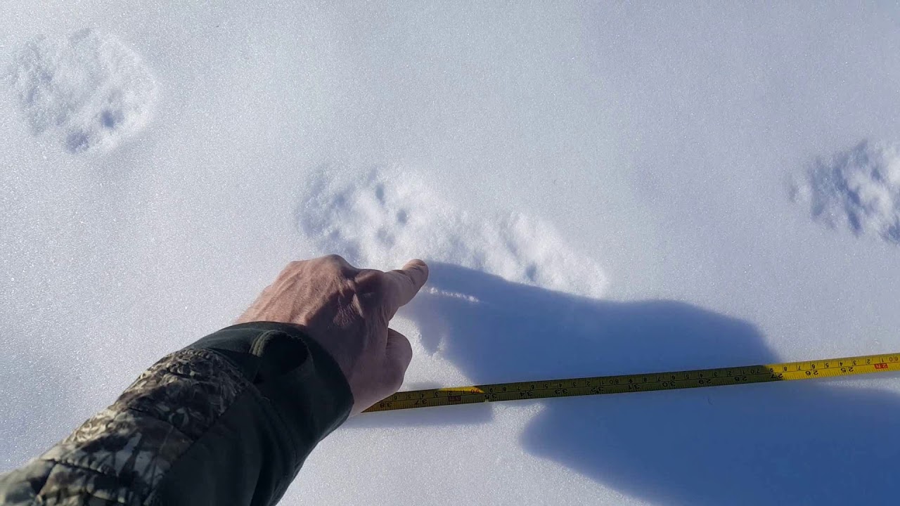 Lynx tracks in shallow snow