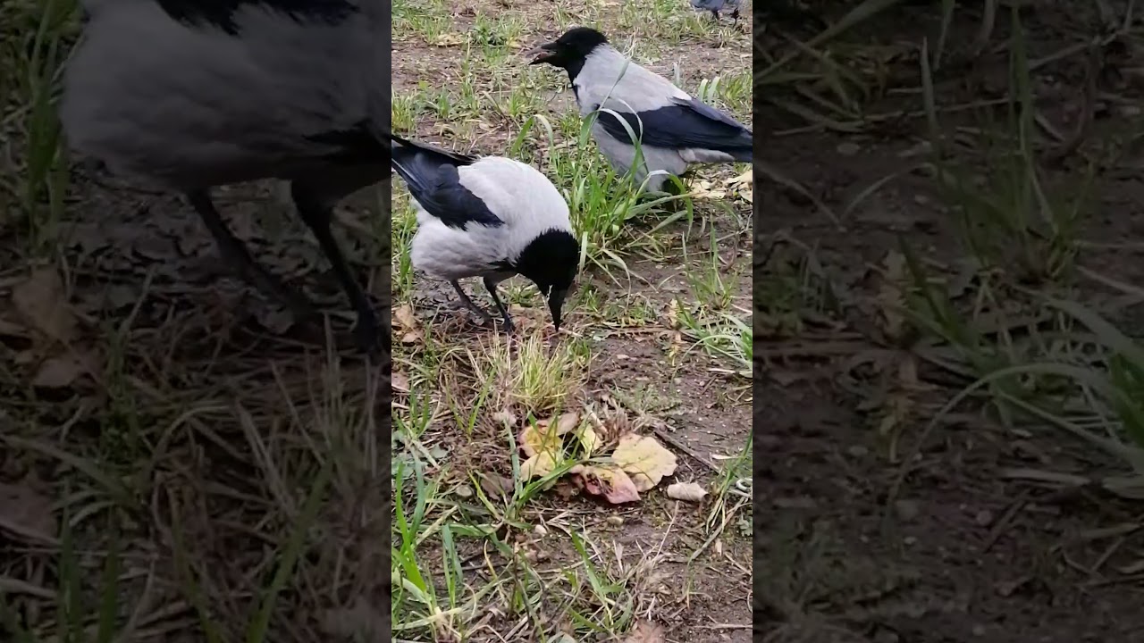 Серьёзная дама очень недовольна 