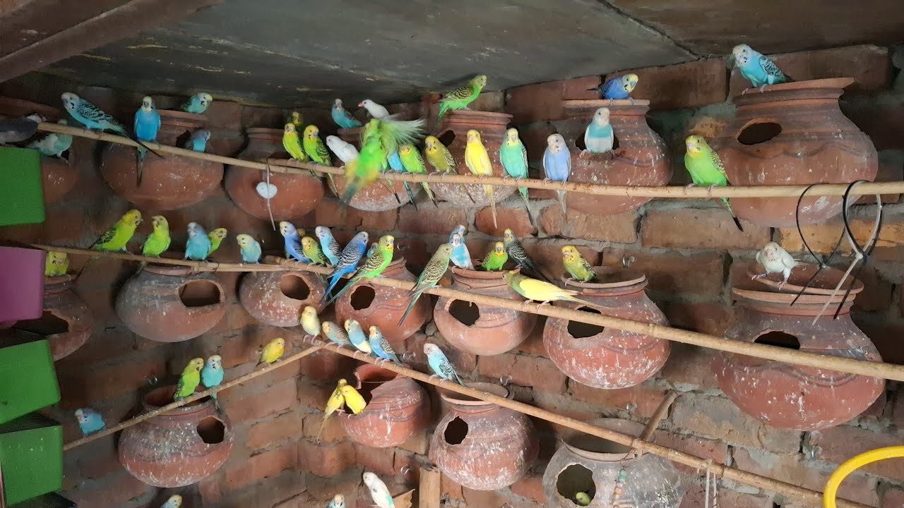 16 September 2025| Budgies Parrots colony ki progress bache aur eggs urdu/Hindi| Indian green parrot