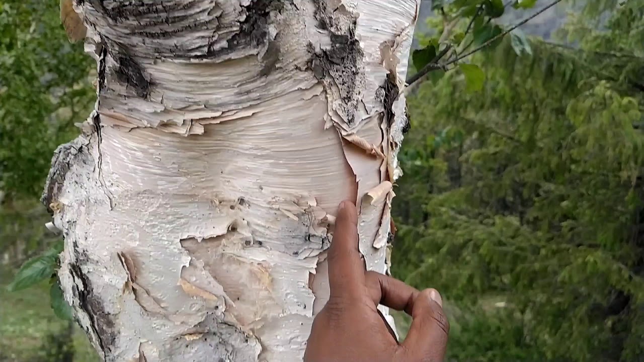 भोजपत्र वृक्ष #Himalyan_Birch