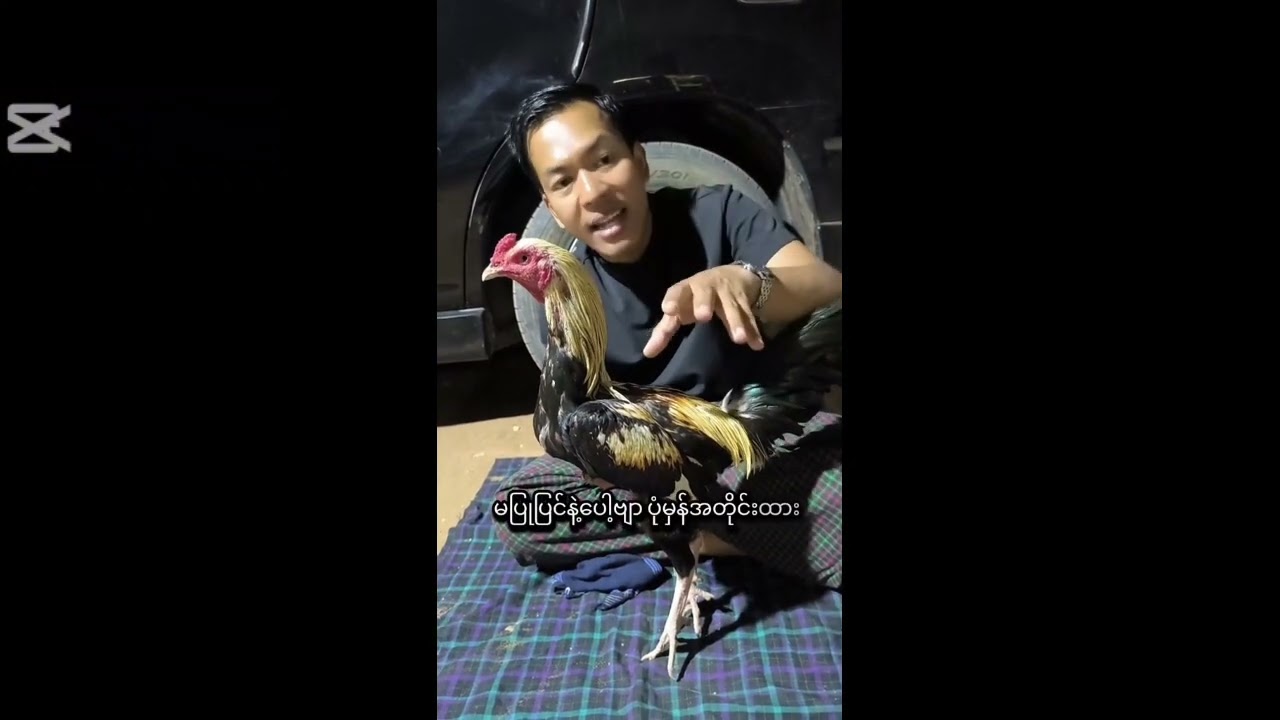 ကြက် အကြောင် 