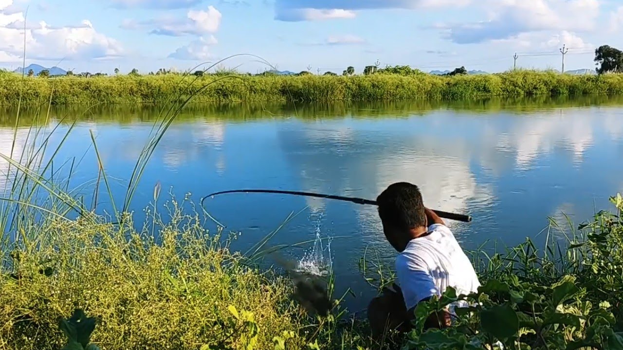 Fish hunting || Big tilapia fish catch || Incredible fishing