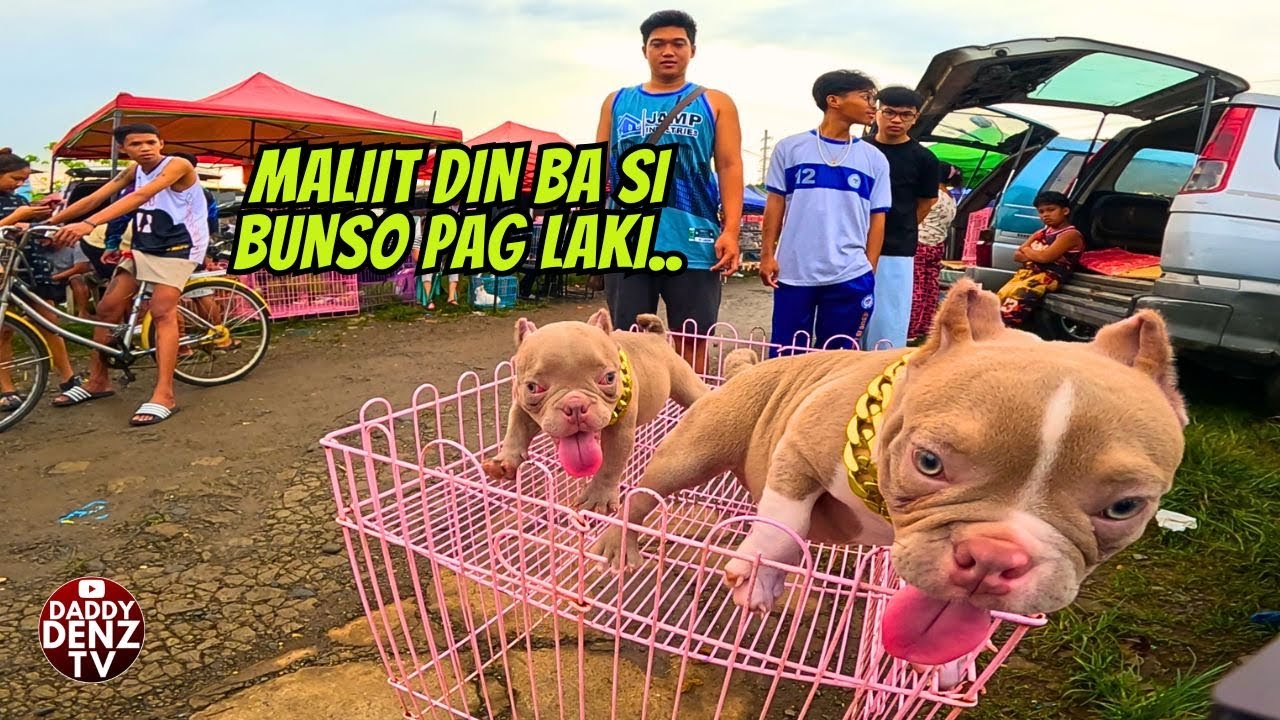 BIHIRA MAG-LATAG NG GANITONG DREAM DOG MO.. / pt.2 NOV. 28 @BOCAUE PETS & LIVESTOCK MARKET
