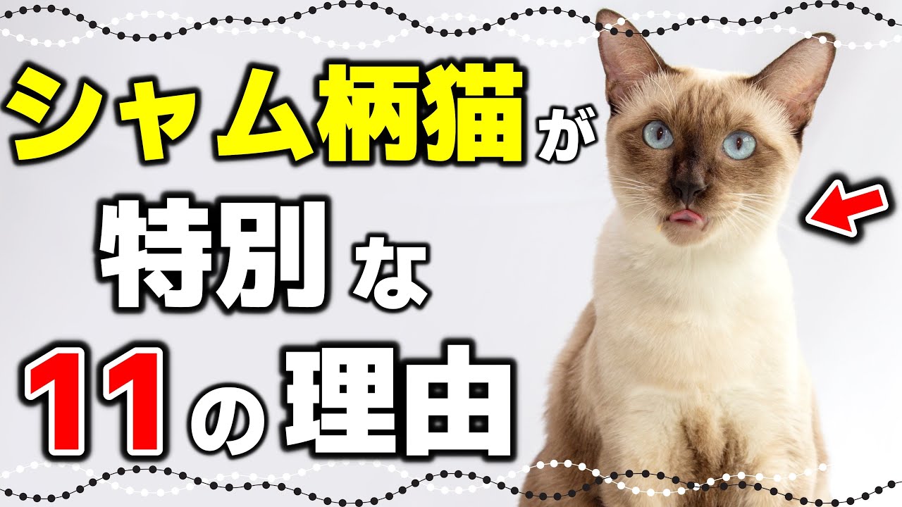 【シャム系猫の意外な真実】毛色が変わる！シャム柄猫（ポインテッド猫）の11の魅力