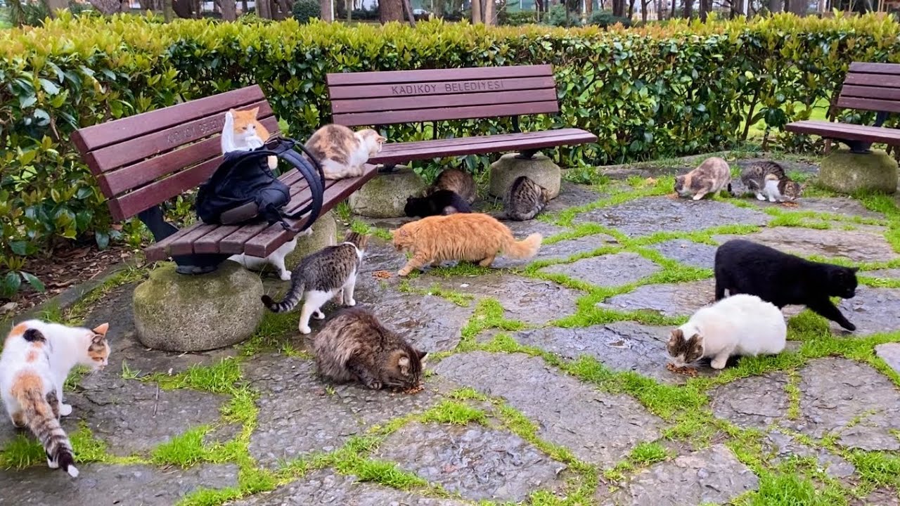 100+ Homeless Cats in One Park – Feeding Time! 🐱❤️