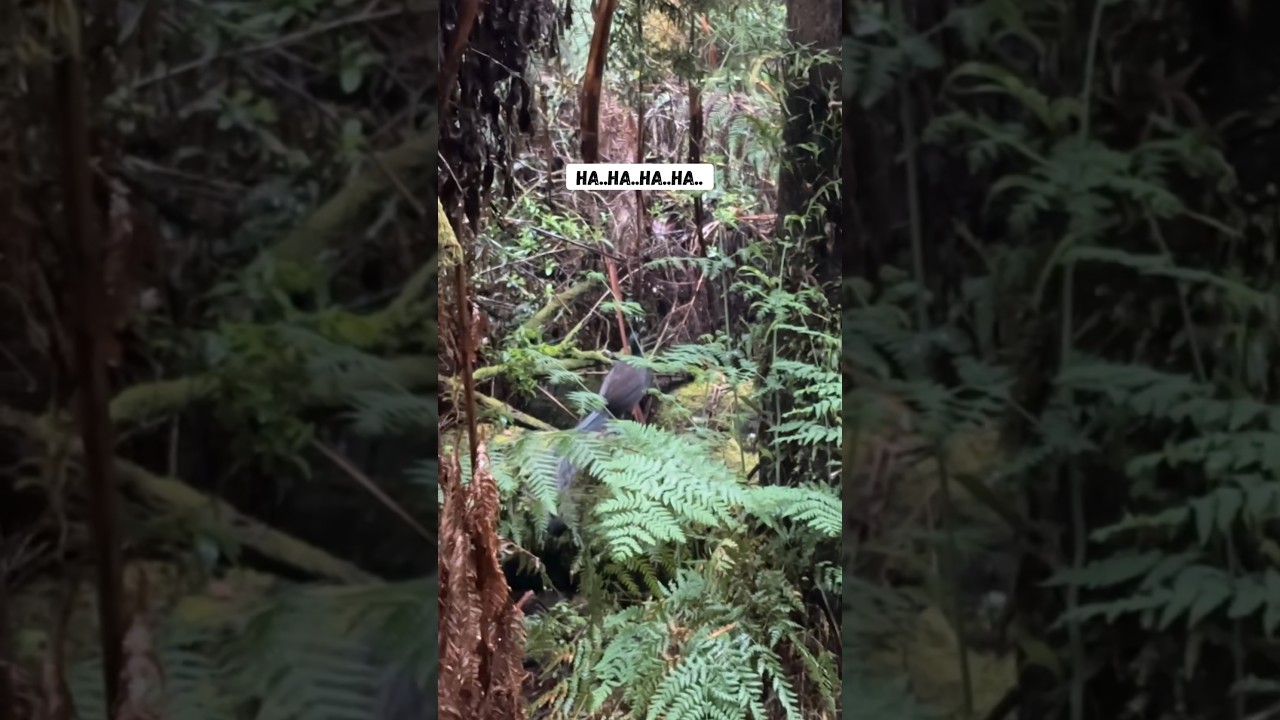 Superb Lyrebird Mimicking Human Laugh in the Wild #animals  #australia #shorts #lyrebird #nature
