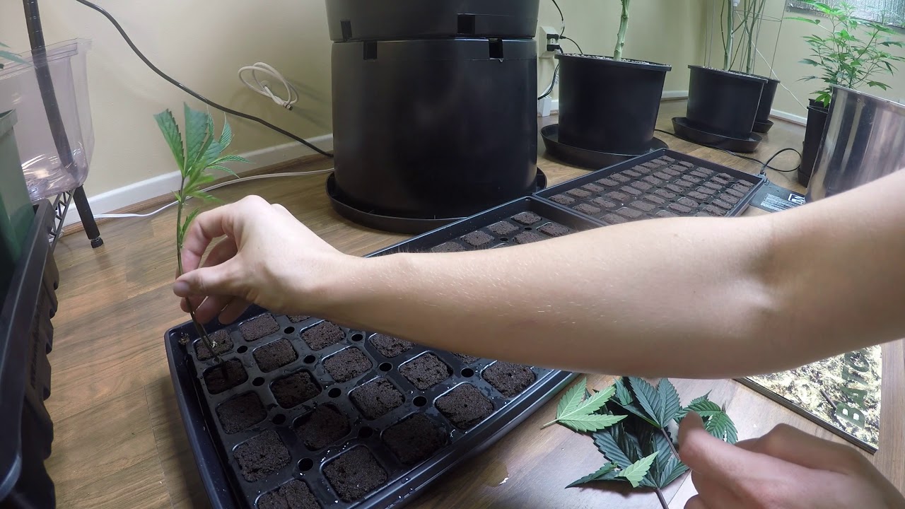 Cloning Diablo OG