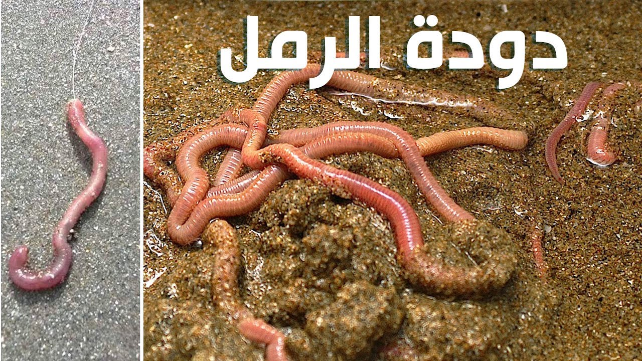 ✔ طريقة جمع طعم لصيد السمك - دودة الرمل - الجزء 2