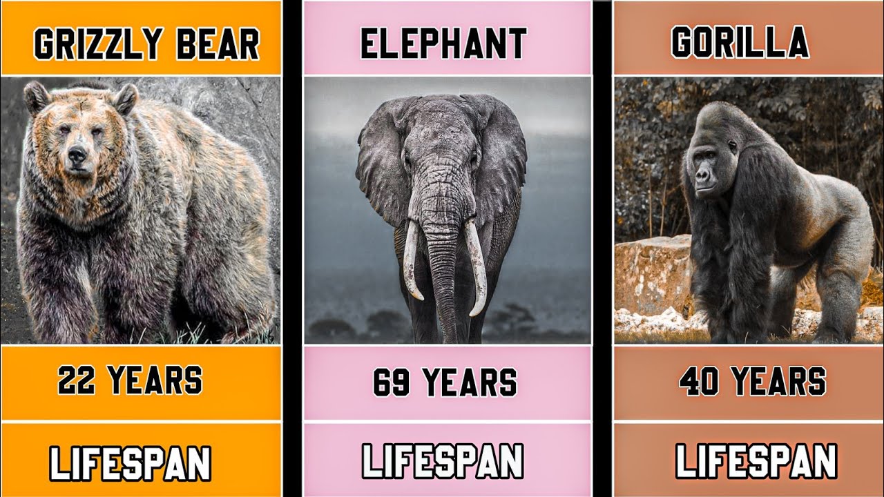 Which Animals Most Lifespan In The world 🌎