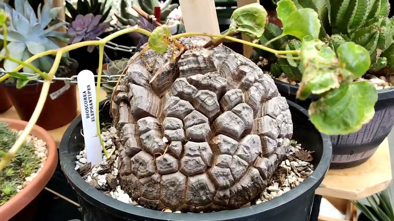 San Francisco Cactus and Succulent Show- San Francisco Succulent Expo 2024
