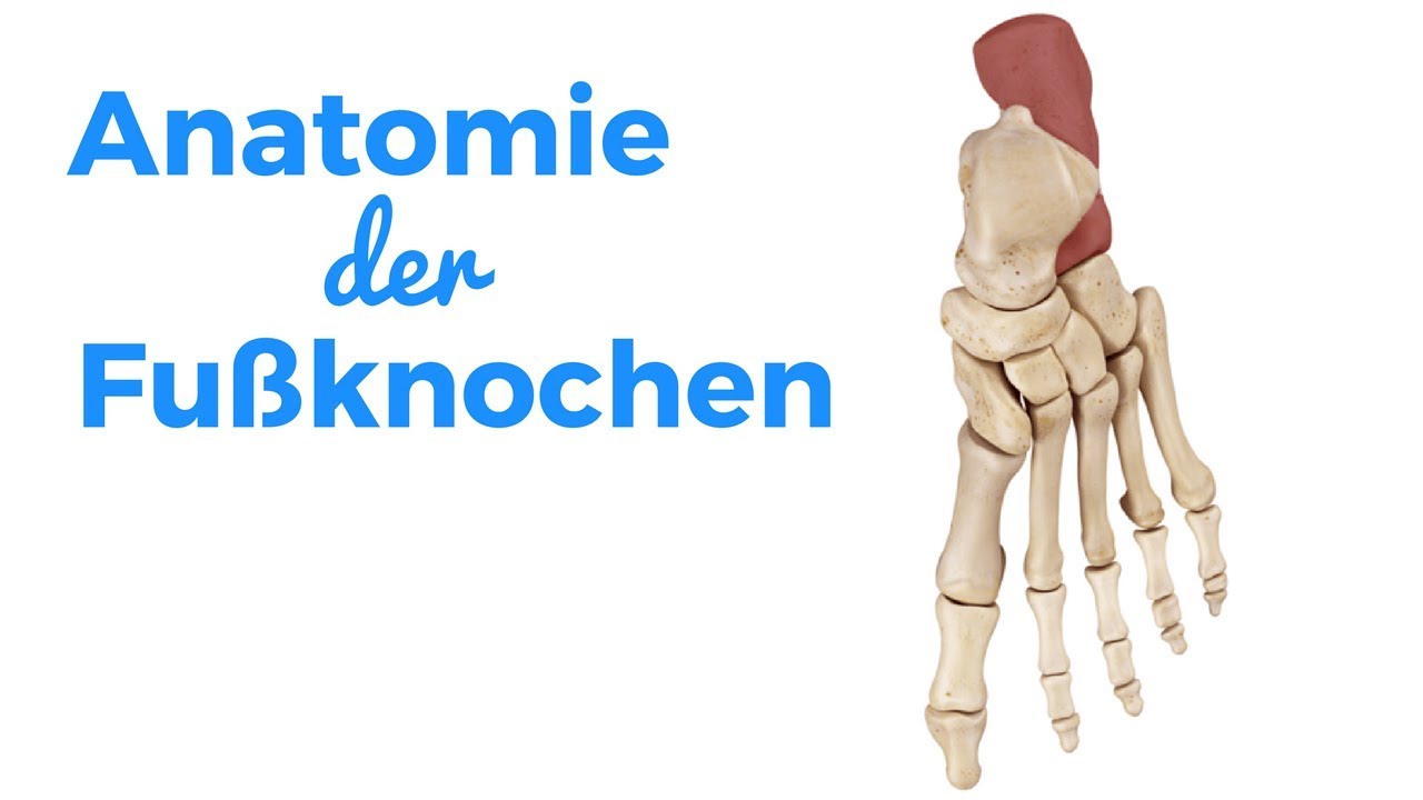 Fussknochen