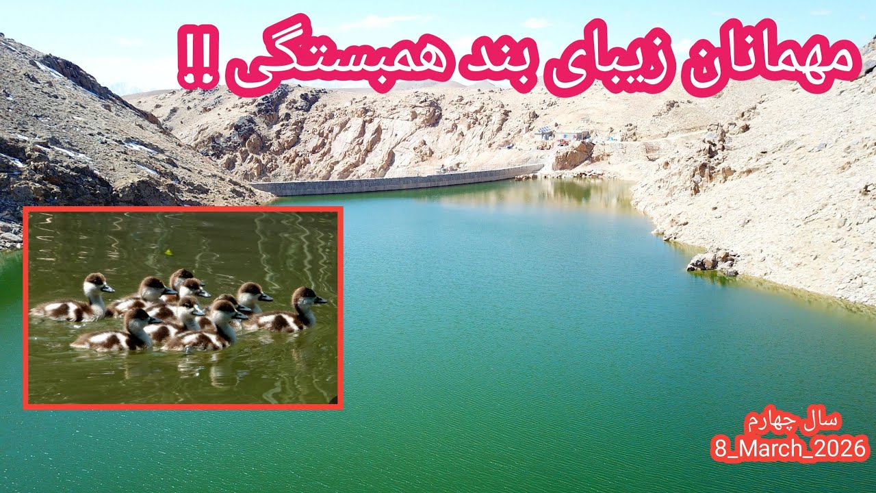 گله مرغابی ، صدمین روز آبگیری بند همبستگی سنگجوی لومان 