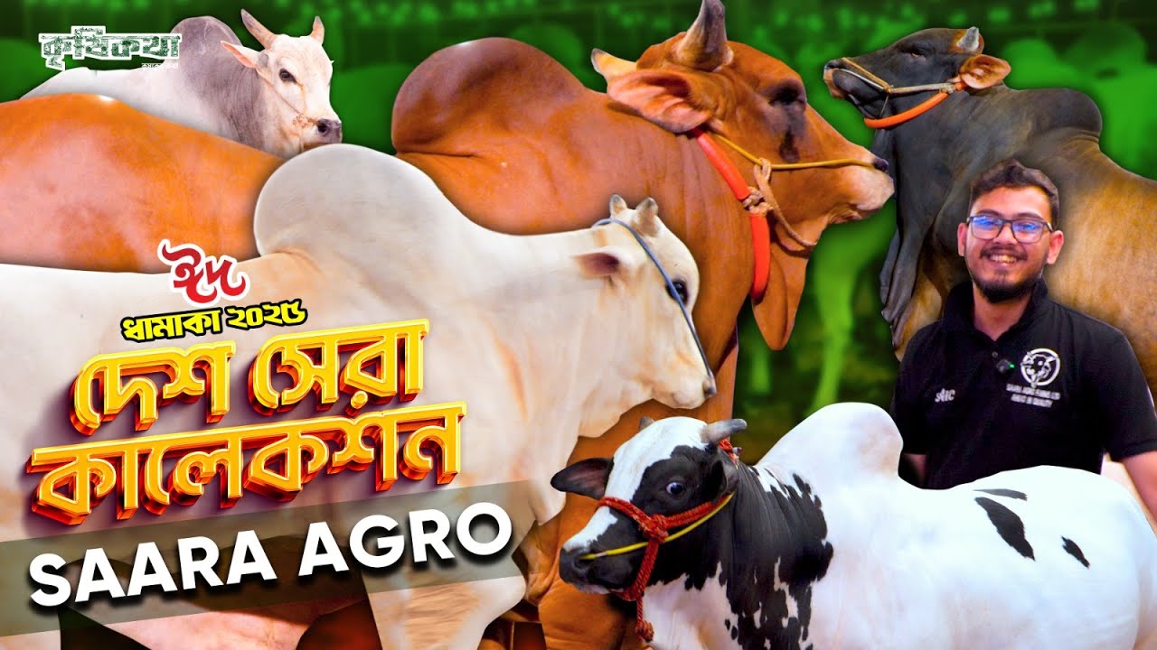 সারা এগ্রো ফার্মের এক্সক্লুসিভ কোরবানি গরু ২০২৫ | শাহীওয়াল, উলবারি, ফ্যাটেনিং কালেকশন