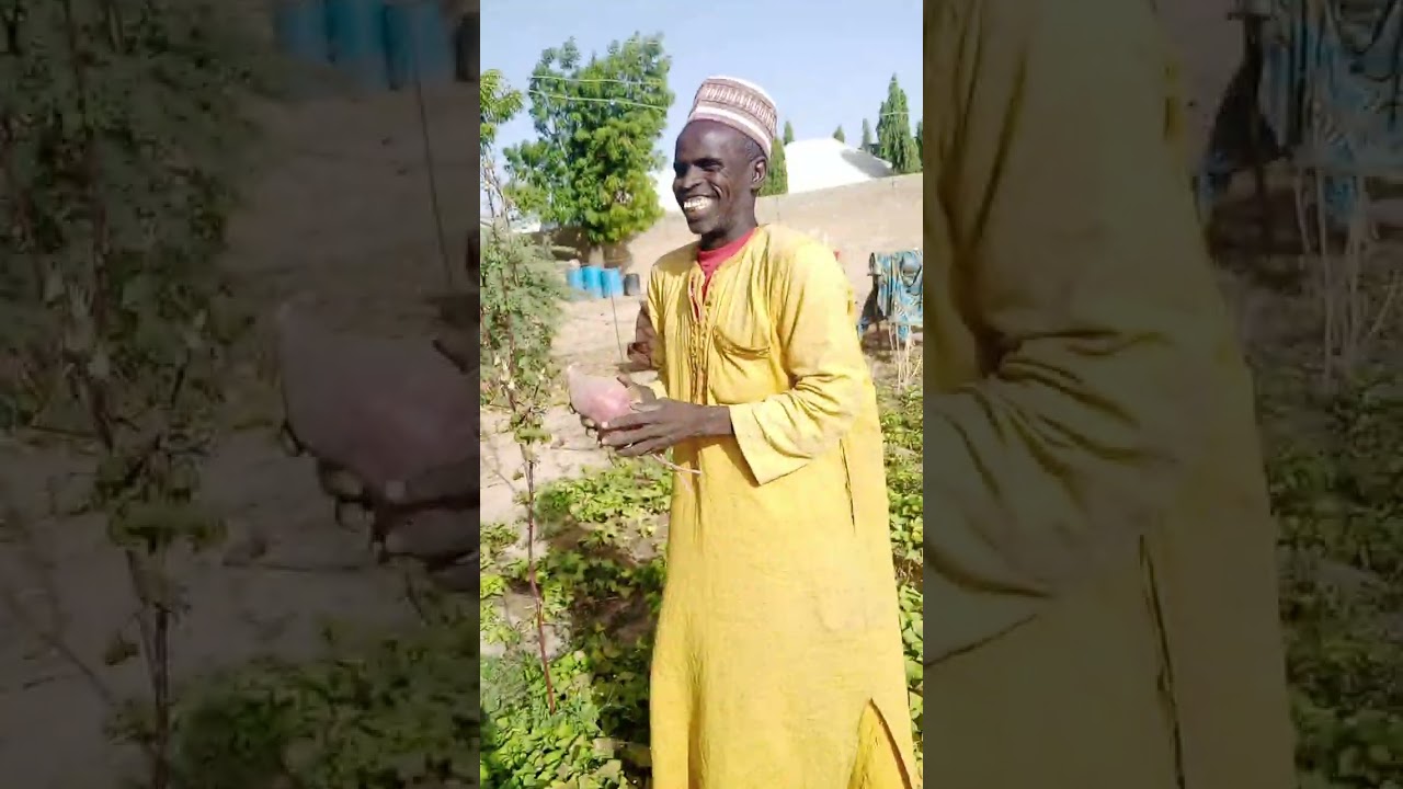yanda Ake monan Jan Dan kalin Hausa da farin Dankali (sweet potato farming for bigginers)