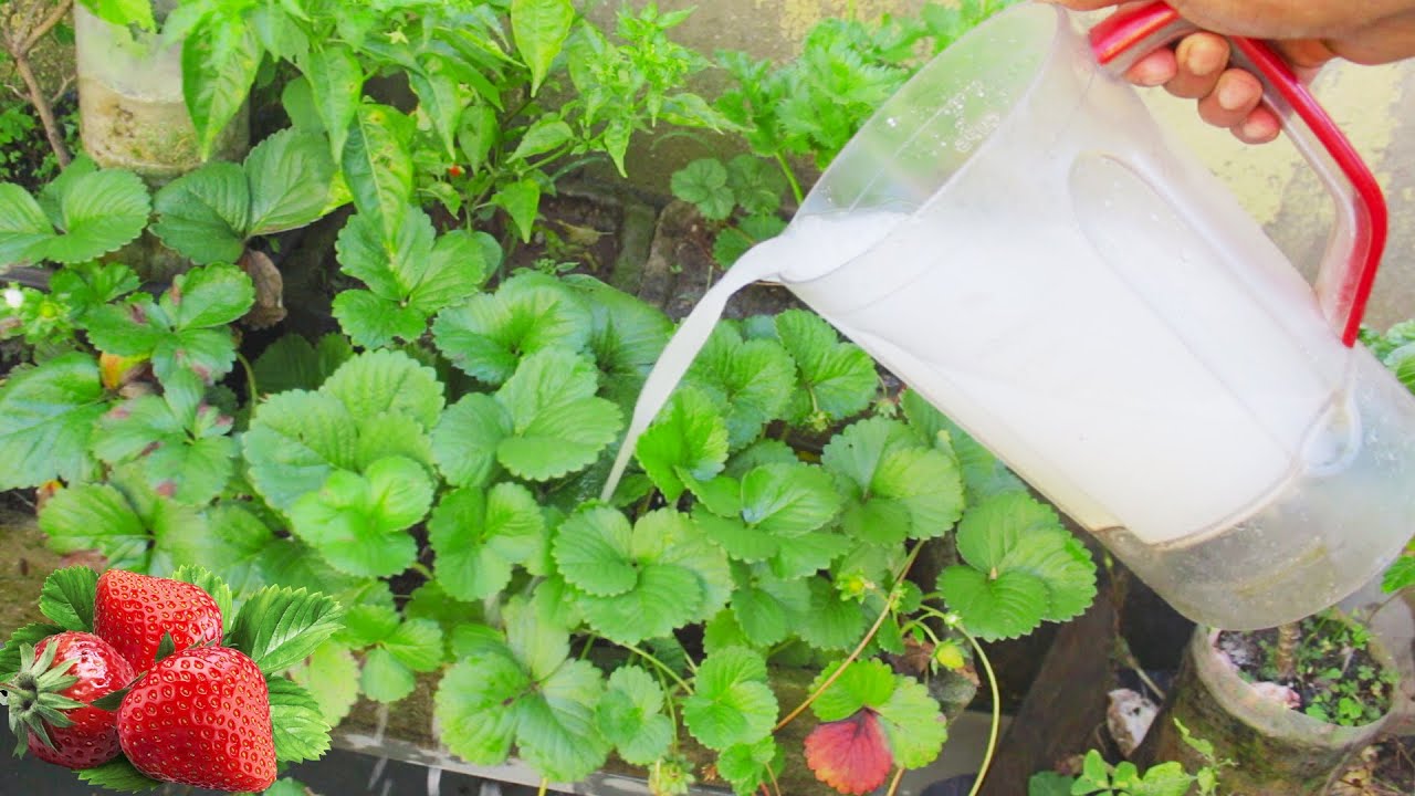 Coloque esses 3 ADUBOS agora, nas suas Plantas!
