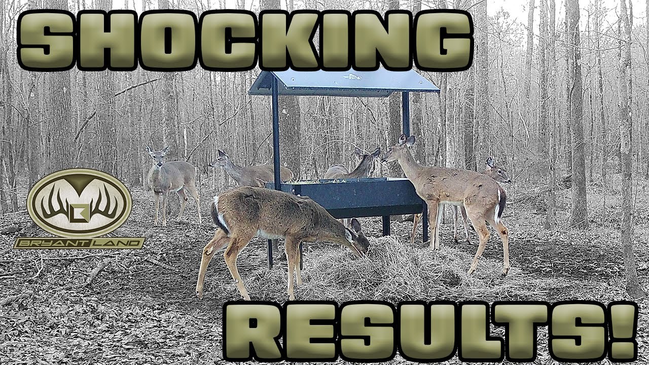 Выпас оленей на люцерне дал ШОКИРУЮЩИЕ результаты!