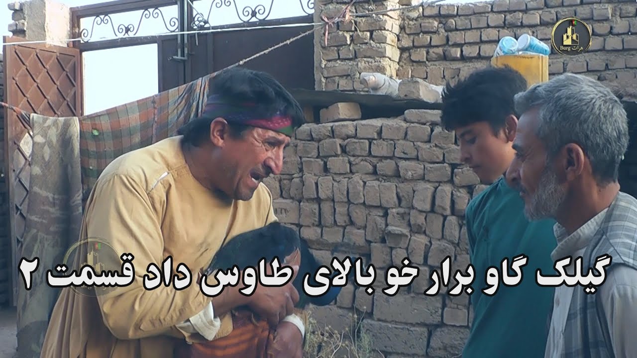 گیلک گاوه برار خو بالای طاوس داد قسمت دوم