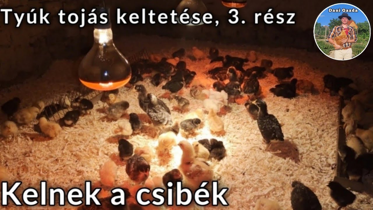 Kelnek a csibék🐣 - Tyúk tojás keltetése | 3. rész