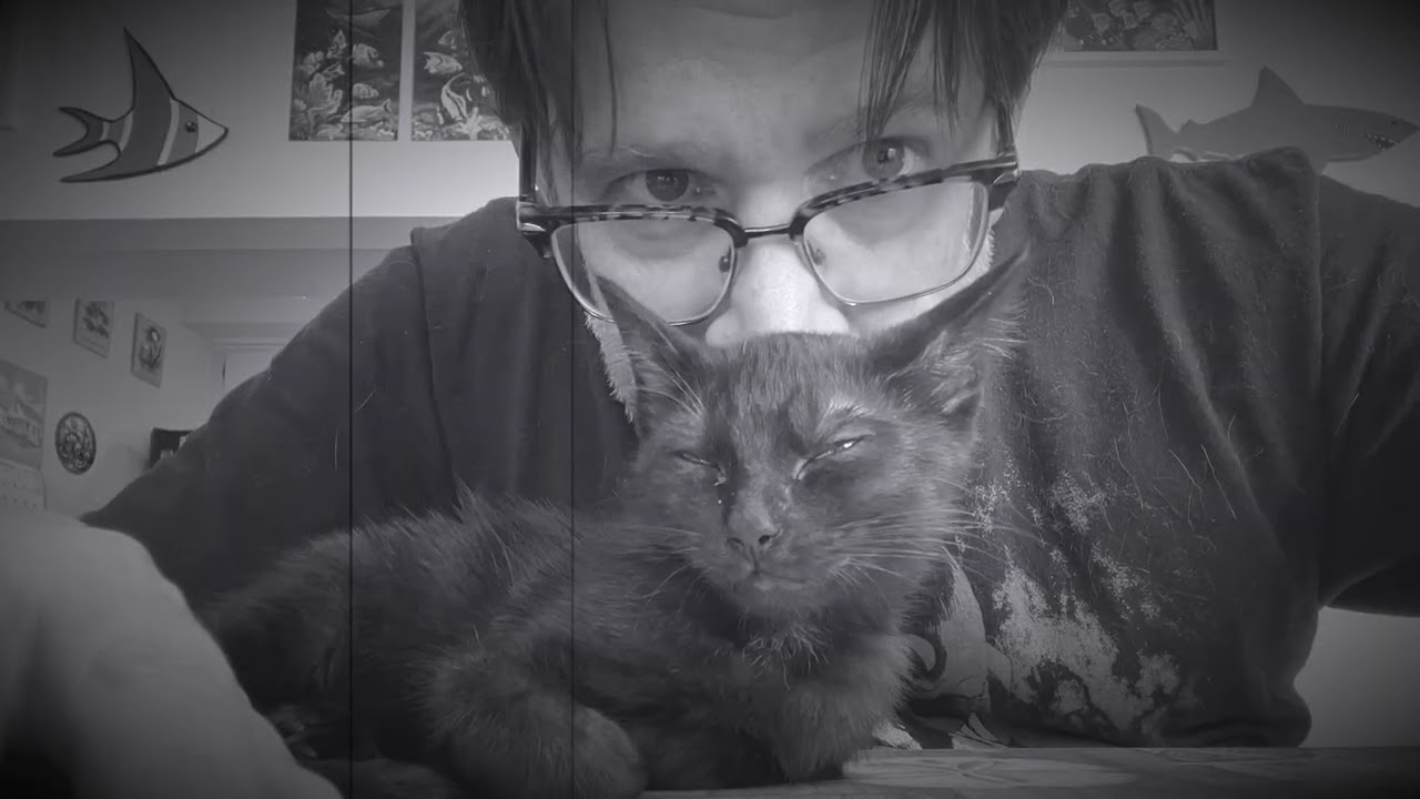  Jack ( cat video)- Vultures Emporium 