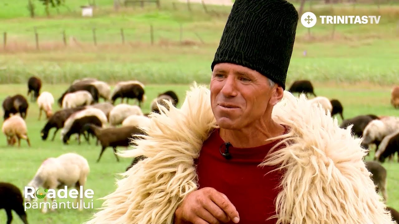 🐑 Știați că cea mai valoroasă piele de oaie se găseşte în România?