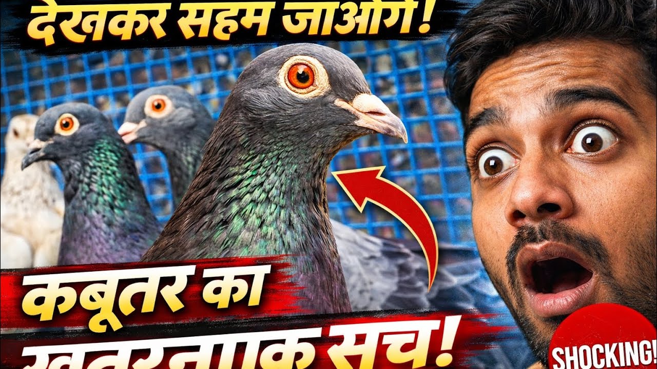 “कबूतर का असली खेल! 😱 ये सच जानकर दंग रह जाओगे!”