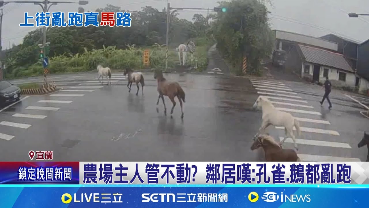 壯圍七匹馬又來了! 逃家