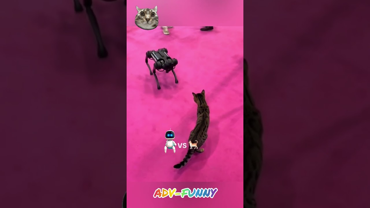 cat VS Robocat final