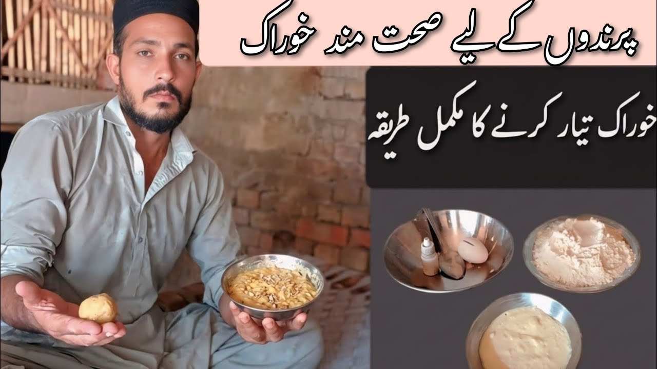 بوڑھے مرغ جوان کرنے والی طاقتور خوراک|Powerful Desi Feed for Weak & Old Aseel Roosters