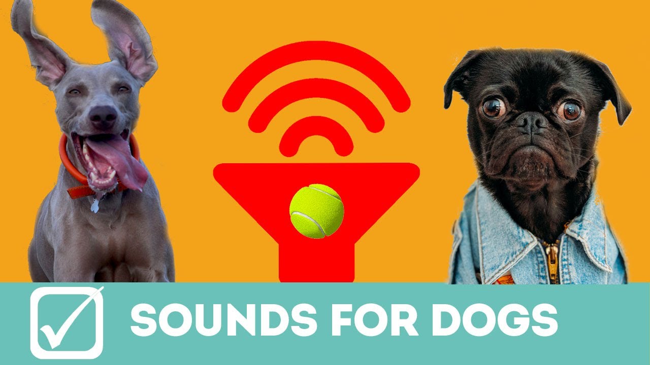 Video Gioco per cani, suoni per cani, guarda la reazione del tuo cane!