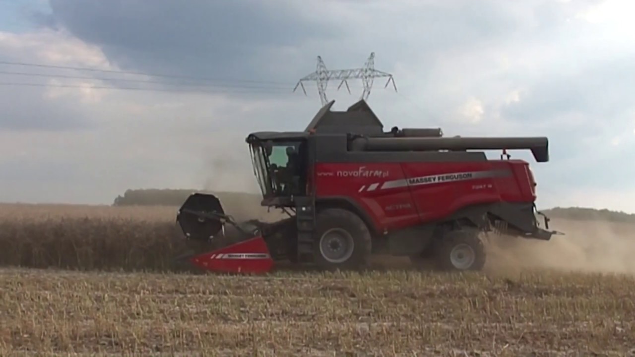 Koszenie rzodkwi oleistej 2019 nowym nabytkiem| Massey Ferguson 7347 S| Case | Merlo
